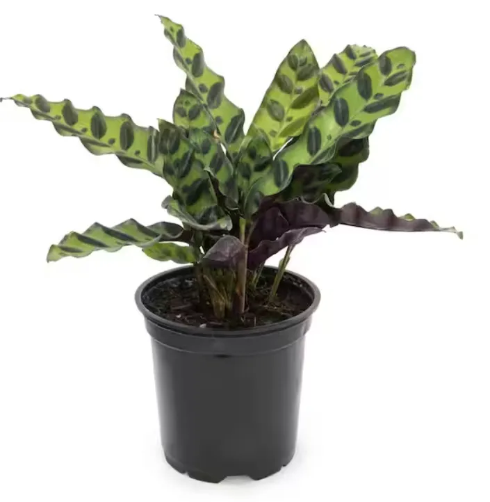 CALATHEA-LANCIFOLIA