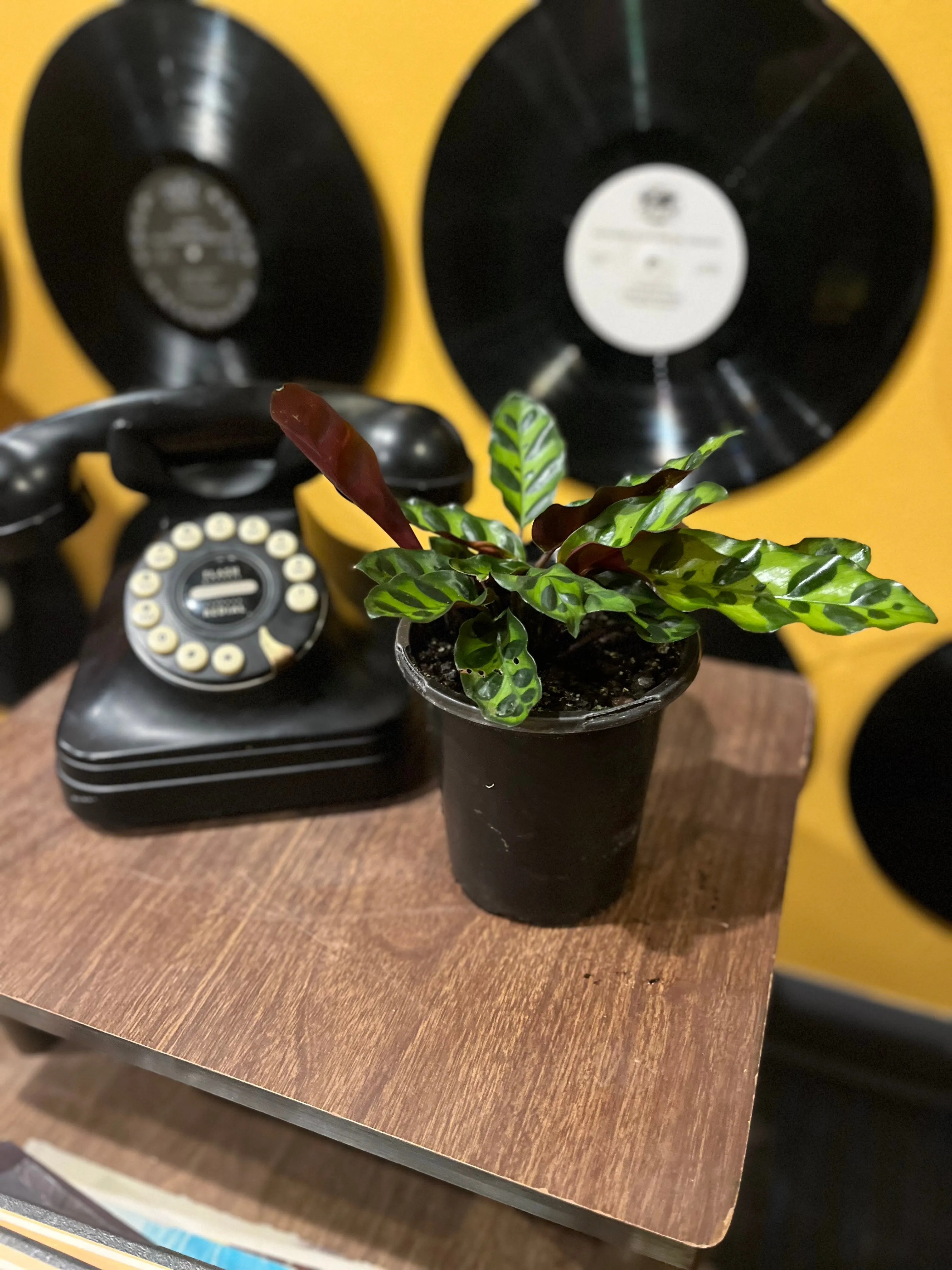 CALATHEA-LANCIFOLIA