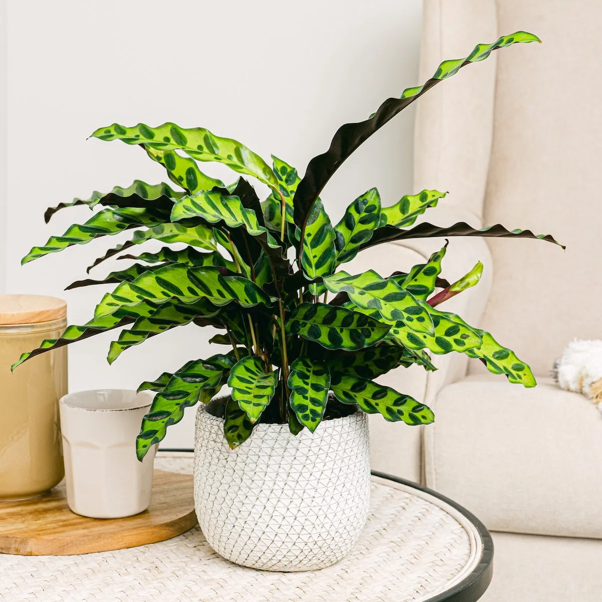 CALATHEA-LANCIFOLIA
