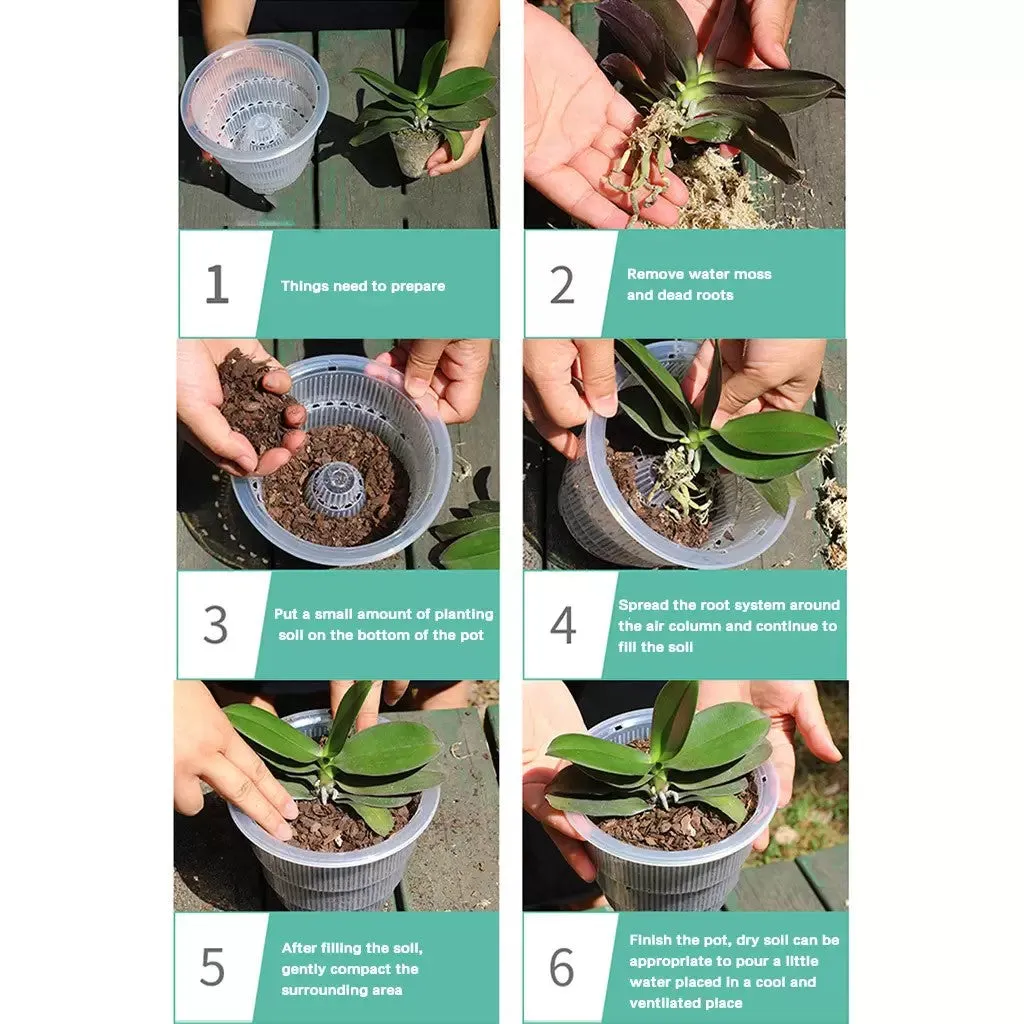 Clear Orchid Cone Pot, 5 Pack