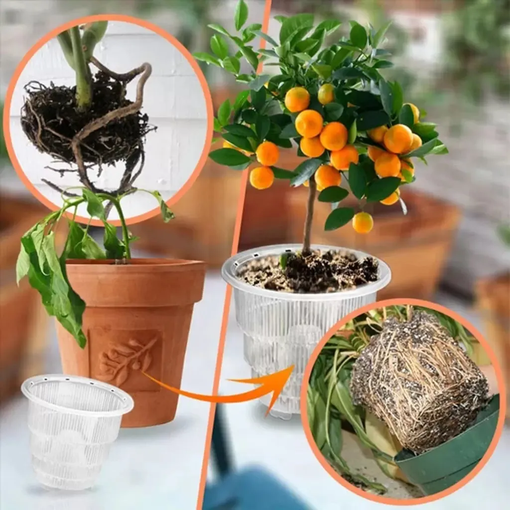 Clear Orchid Cone Pot, 5 Pack