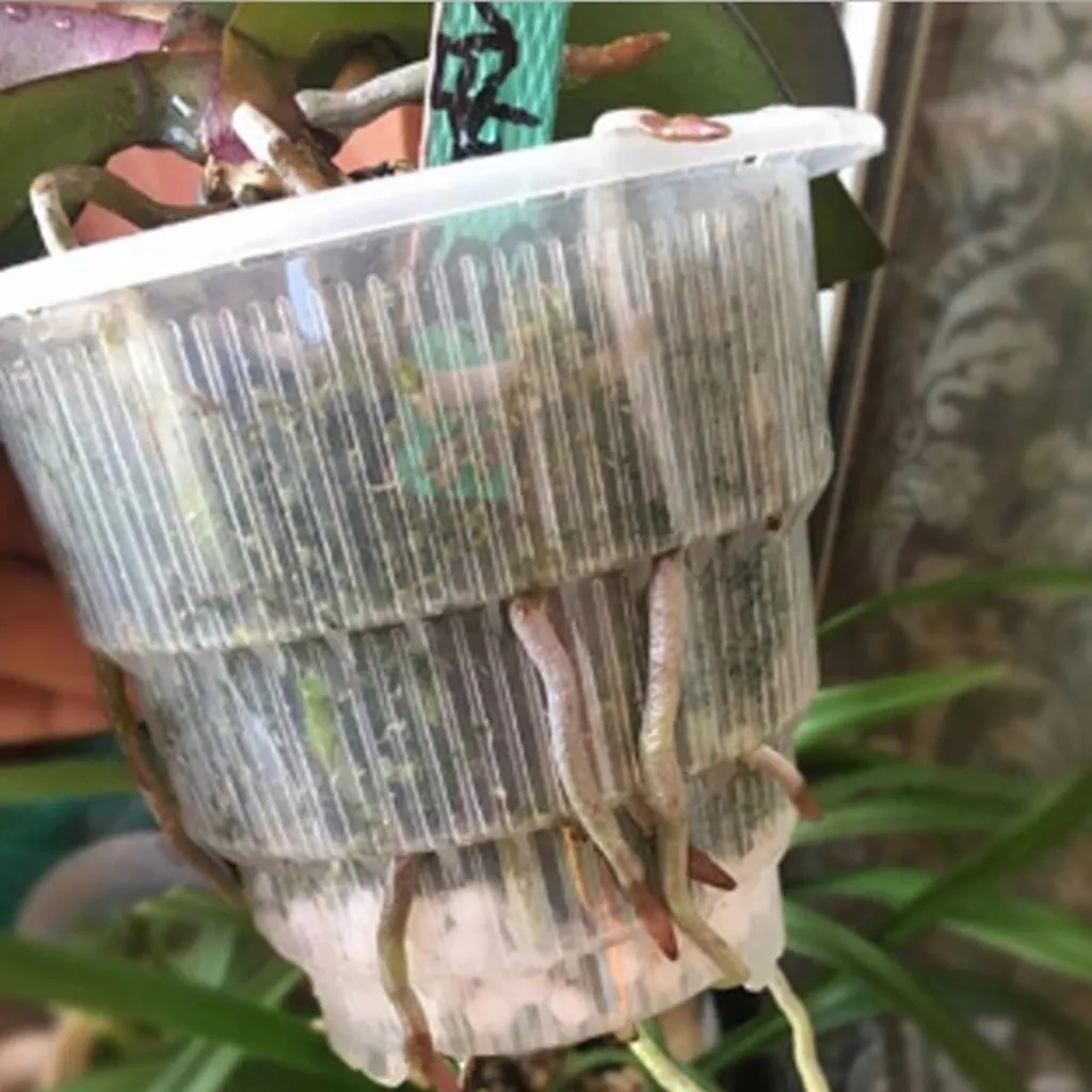 Clear Orchid Cone Pot, 5 Pack