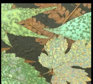 Multi-Leaf Bowl